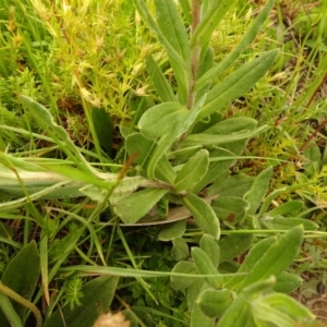 Xerochrysum subundulatum at Cotter River, ACT - 1 Jan 2021