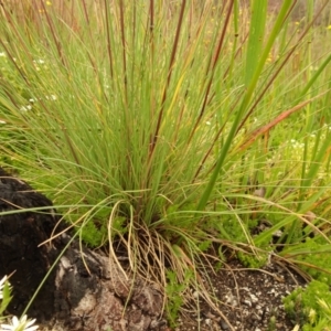 Poa sp. at Cotter River, ACT - 1 Jan 2021