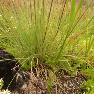 Poa sp. (A Snow Grass) at Namadgi National Park - 1 Jan 2021 by Jubeyjubes