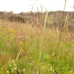 Poa sp. at Cotter River, ACT - 1 Jan 2021