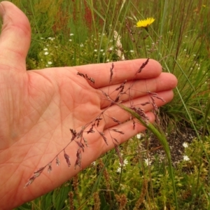 Poa sp. at Cotter River, ACT - 1 Jan 2021