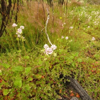 Pelargonium australe (Austral Stork's-bill) at Cotter River, ACT - 1 Jan 2021 by Jubeyjubes