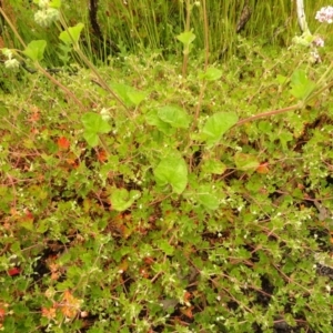 Pelargonium australe at Cotter River, ACT - 1 Jan 2021