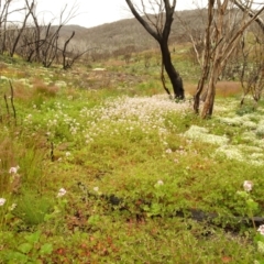 Pelargonium australe at Cotter River, ACT - 1 Jan 2021