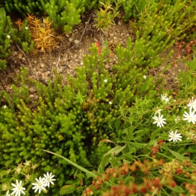 Asperula scoparia (Prickly Woodruff) at Cotter River, ACT - 1 Jan 2021 by Jubeyjubes