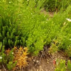 Asperula scoparia at Cotter River, ACT - 1 Jan 2021