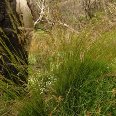 Poa sp. (A Snow Grass) at Namadgi National Park - 1 Jan 2021 by Jubeyjubes