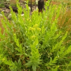 Senecio sp. (A Fireweed) at Cotter River, ACT - 1 Jan 2021 by Jubeyjubes