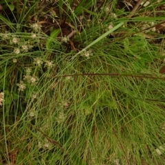 Poranthera oreophila (Mountain Poranthera) at Cotter River, ACT - 1 Jan 2021 by Jubeyjubes