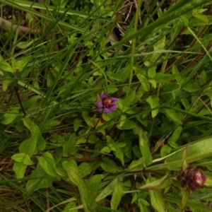 Prunella vulgaris at Cotter River, ACT - 1 Jan 2021