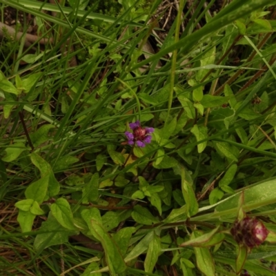 Prunella vulgaris (Self-heal, Heal All) at Cotter River, ACT - 1 Jan 2021 by Jubeyjubes