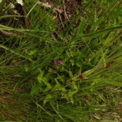 Prunella vulgaris at Cotter River, ACT - 1 Jan 2021