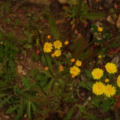 Crepis capillaris (Smooth Hawksbeard) at Namadgi National Park - 1 Jan 2021 by Jubeyjubes