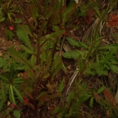 Crepis capillaris at Cotter River, ACT - 1 Jan 2021 03:53 PM