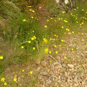 Hypericum perforatum at Cotter River, ACT - 1 Jan 2021