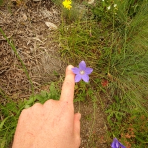 Wahlenbergia sp. at Cotter River, ACT - 1 Jan 2021 04:02 PM