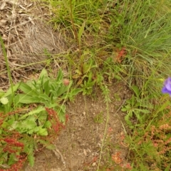 Wahlenbergia sp. at Cotter River, ACT - 1 Jan 2021 04:02 PM