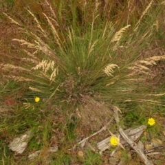 Poa sp. (A Snow Grass) at Cotter River, ACT - 1 Jan 2021 by Jubeyjubes