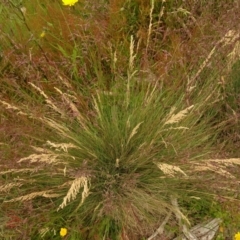 Poa sp. at Cotter River, ACT - 1 Jan 2021