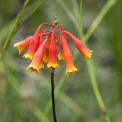 Blandfordia nobilis (Christmas Bells) at Bundanoon - 1 Jan 2021 by Aussiegall