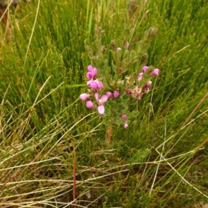 Comesperma retusum at Cotter River, ACT - 1 Jan 2021