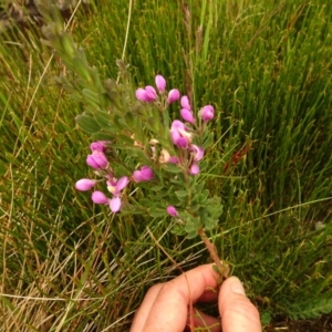 Comesperma retusum at Cotter River, ACT - 1 Jan 2021