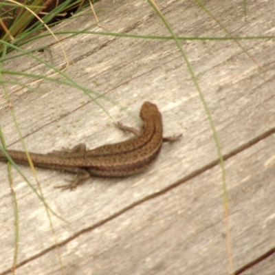 Unverified Skink at Namadgi National Park - 1 Jan 2021 by Jubeyjubes