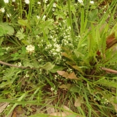 Asperula gunnii (Mountain Woodruff) at Cotter River, ACT - 1 Jan 2021 by Jubeyjubes