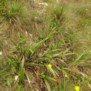 Dianella tasmanica at Cotter River, ACT - 1 Jan 2021