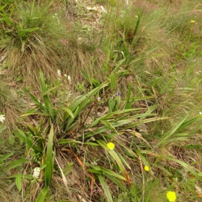 Dianella tasmanica (Tasman Flax Lily) at Cotter River, ACT - 1 Jan 2021 by Jubeyjubes