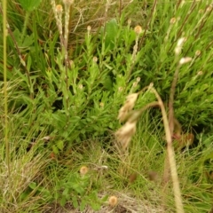 Leptorhynchos squamatus subsp. alpinus (Scaly Buttons) at Cotter River, ACT - 1 Jan 2021 by Jubeyjubes