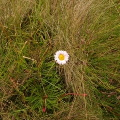 Brachyscome scapigera (Tufted Daisy) at Cotter River, ACT - 1 Jan 2021 by Jubeyjubes