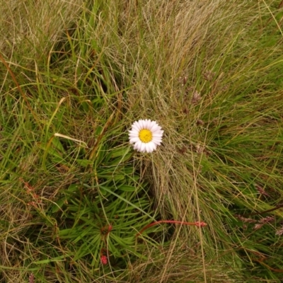 Brachyscome scapigera (Tufted Daisy) at Cotter River, ACT - 1 Jan 2021 by Jubeyjubes