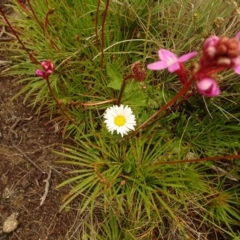 Brachyscome scapigera at Cotter River, ACT - 1 Jan 2021