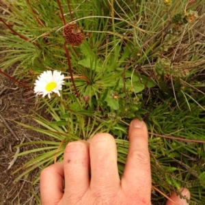 Brachyscome scapigera at Cotter River, ACT - 1 Jan 2021