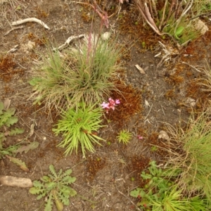 Stylidium montanum at Cotter River, ACT - 1 Jan 2021