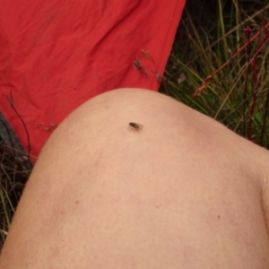 Helina sp. (genus) at Cotter River, ACT - 1 Jan 2021 06:58 PM