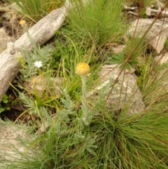 Coronidium monticola at Cotter River, ACT - 1 Jan 2021