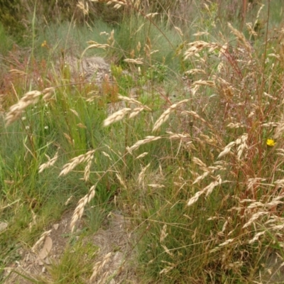 Bromus sp. (A Brome) at Cotter River, ACT - 1 Jan 2021 by Jubeyjubes