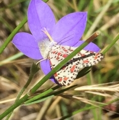 Utetheisa (genus) (A tiger moth) at Aranda Bushland - 20 Dec 2020 by Jubeyjubes