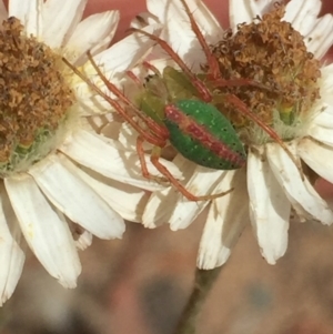 Araneus talipedatus at Aranda, ACT - 29 Nov 2020