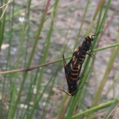 Amata (genus) (Handmaiden Moth) at Holt, ACT - 30 Nov 2020 by Jubeyjubes