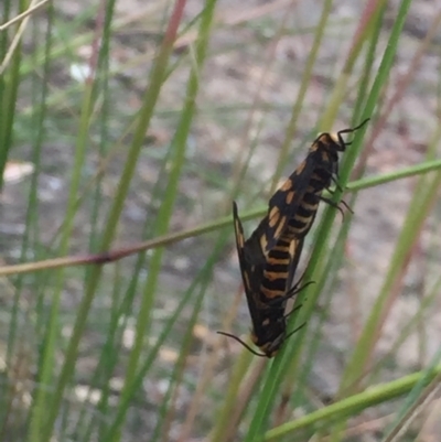 Amata (genus) (Handmaiden Moth) at Aranda Bushland - 30 Nov 2020 by Jubeyjubes