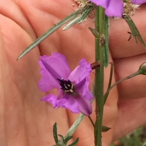 Arthropodium fimbriatum at Holt, ACT - 30 Nov 2020