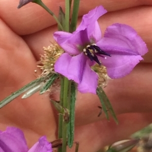 Arthropodium fimbriatum at Holt, ACT - 30 Nov 2020 12:39 PM