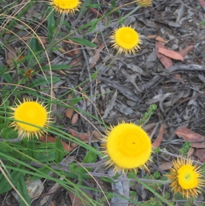 Coronidium oxylepis subsp. lanatum (Woolly Pointed Everlasting) at Holt, ACT - 30 Nov 2020 by Jubeyjubes