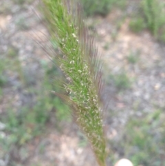 Dichelachne sp. (Plume Grasses) at Holt, ACT - 30 Nov 2020 by Jubeyjubes