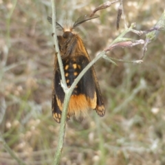 Epicoma contristis at Isaacs, ACT - 2 Jan 2021