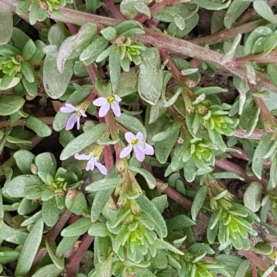 Lythrum hyssopifolia (Small Loosestrife) at Dunlop Grasslands - 2 Jan 2021 by tpreston