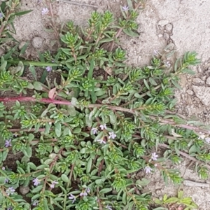 Lythrum hyssopifolia at Fraser, ACT - 2 Jan 2021